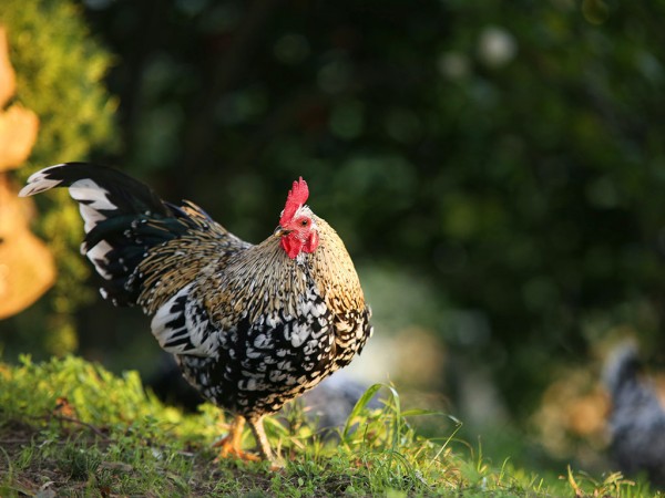 Huhn-Sommer-4zu3-ohneText